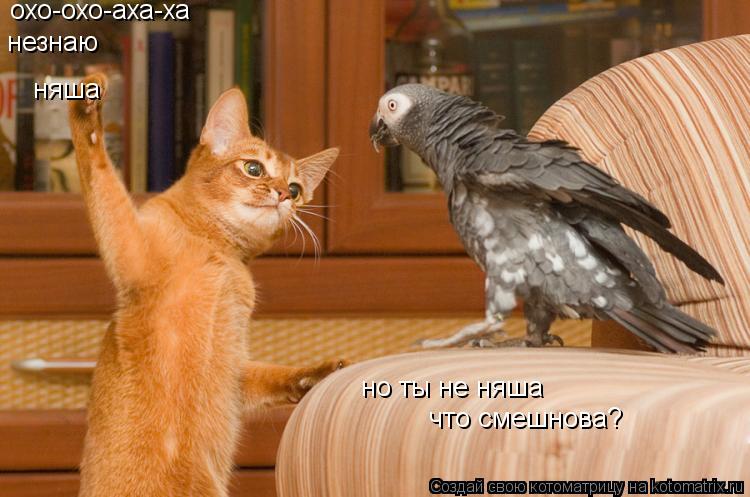 охо-охо-аха-ха что смешнова? незнаю но ты не няша няша... Котоматрица: охо-охо-аха-ха что смешнова? незнаю но ты не няша няша