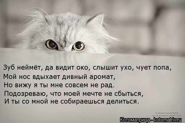 Зуб неймёт, да видит око, слышит ухо, чует попа, Мой нос вдыхает дивный аромат, Но вижу я ты мне совс... Котоматрица: Зуб неймёт, да видит око, слышит ухо, чует попа, Мой нос вдыхает дивный аромат, Но вижу я ты мне совсем не рад. Подозреваю, что моей мечте не сб