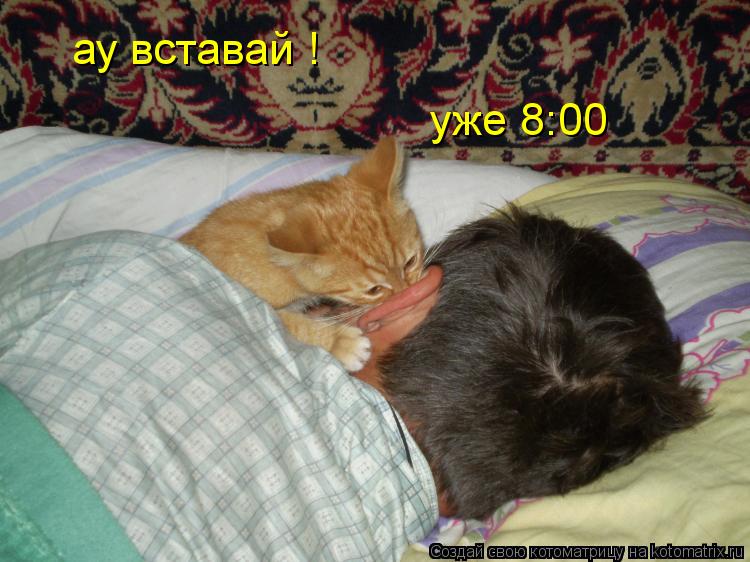 ау вставай ! уже 8:00... Котоматрица: ау вставай ! уже 8:00