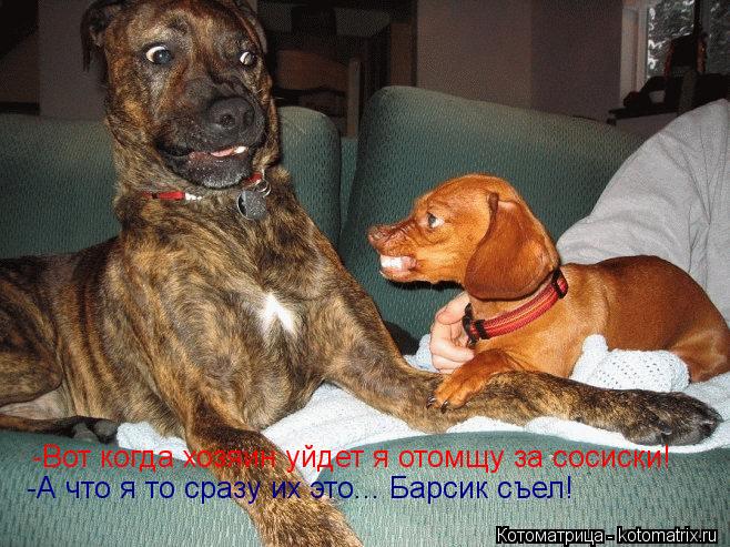 -Вот когда хозяин уйдет я отомщу за сосиски! -А что я то сразу их это... Барсик съел!... Котоматрица: -Вот когда хозяин уйдет я отомщу за сосиски! -А что я то сразу их это... Барсик съел!