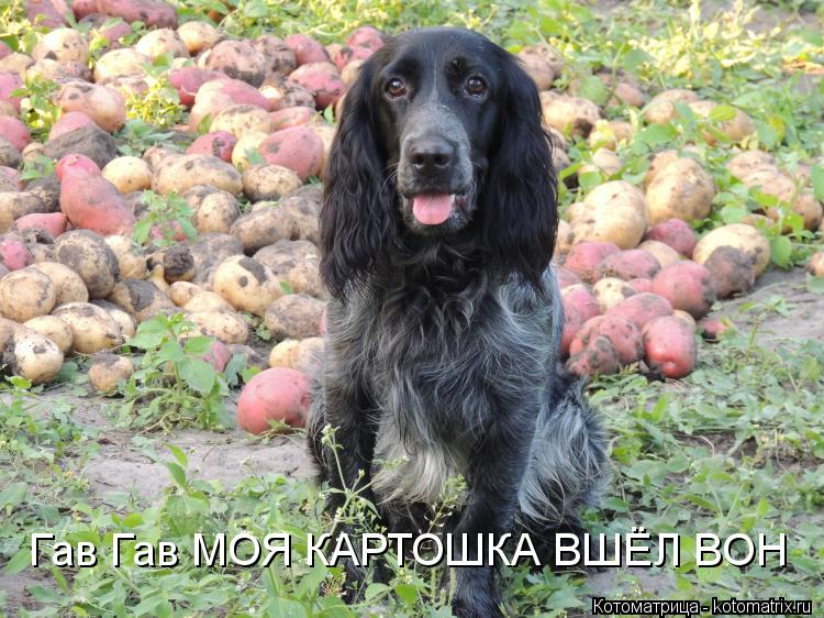 Котоматрица: Гав Гав МОЯ КАРТОШКА ВШЁЛ ВОН