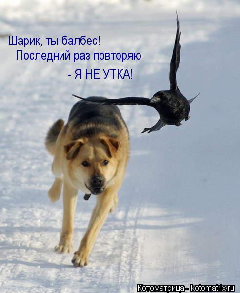 Шарик, ты балбес! Последний раз повторяю - Я НЕ УТКА!... Котоматрица: Шарик, ты балбес! Последний раз повторяю - Я НЕ УТКА!
