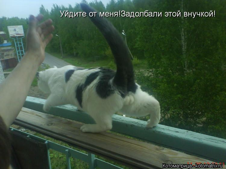 Уйдите от меня!Задолбали этой внучкой!... Котоматрица: Уйдите от меня!Задолбали этой внучкой!