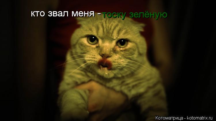 кто звал меня - тоску зелёную... Котоматрица: кто звал меня - тоску зелёную