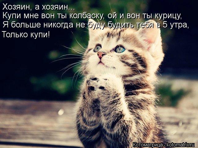 Хозяин, а хозяин... Купи мне вон ты колбаску, ой и вон ты курицу, Я больше никогда не буду будить теб... Котоматрица: Хозяин, а хозяин... Купи мне вон ты колбаску, ой и вон ты курицу, Я больше никогда не буду будить тебя в 5 утра, Только купи!