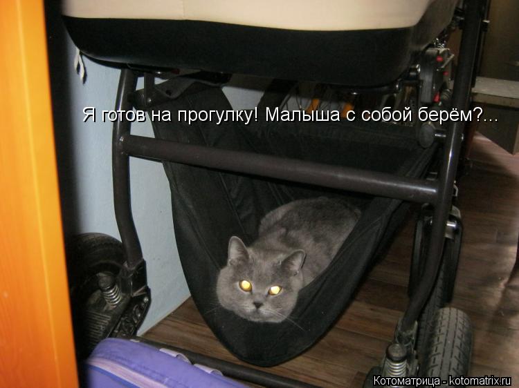 Я готов на прогулку! Малыша с собой берём?...... Котоматрица: Я готов на прогулку! Малыша с собой берём?...
