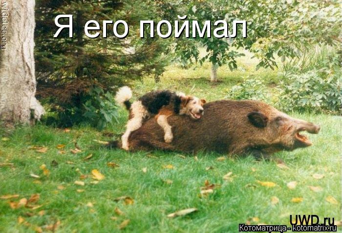 Я его поймал... Котоматрица: Я его поймал