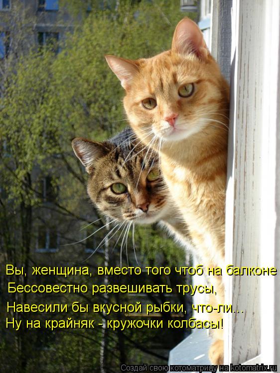 Котоматрица: Вы, женщина, вместо того чтоб на балконе Бессовестно развешивать трусы, Навесили бы вкусной рыбки, что-ли... Ну на крайняк - кружочки колбасы!