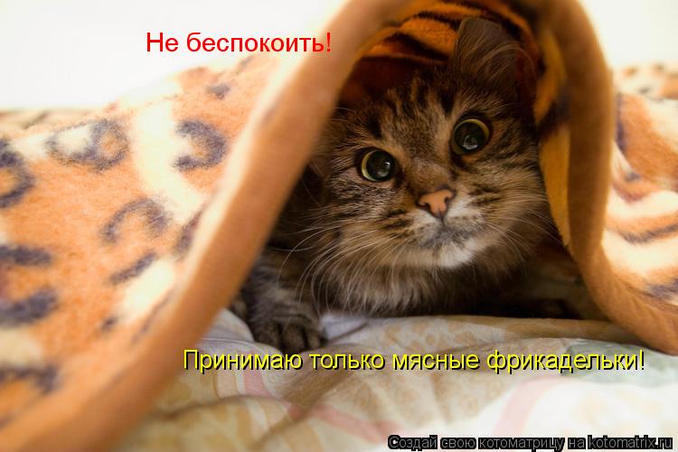 Котоматрица: Не беспокоить! Принимаю только мясные фрикадельки!