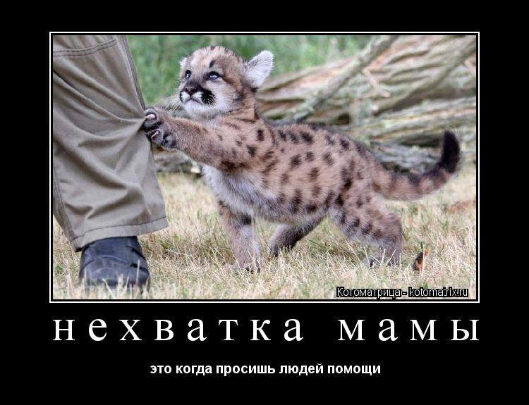 нехватка мамы это когда просишь людей помощи... Котоматрица: нехватка мамы это когда просишь людей помощи