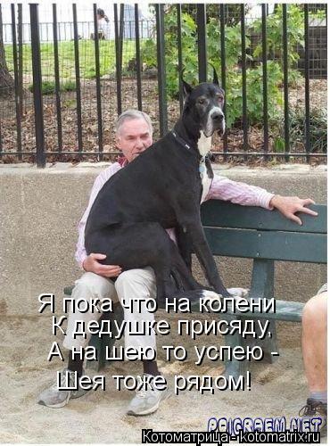 Я пока что на колени К дедушке присяду, А на шею то успею - Шея тоже рядом!... Котоматрица: Я пока что на колени К дедушке присяду, А на шею то успею - Шея тоже рядом!