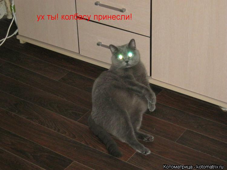 ух ты! колбасу принесли!... Котоматрица: ух ты! колбасу принесли!