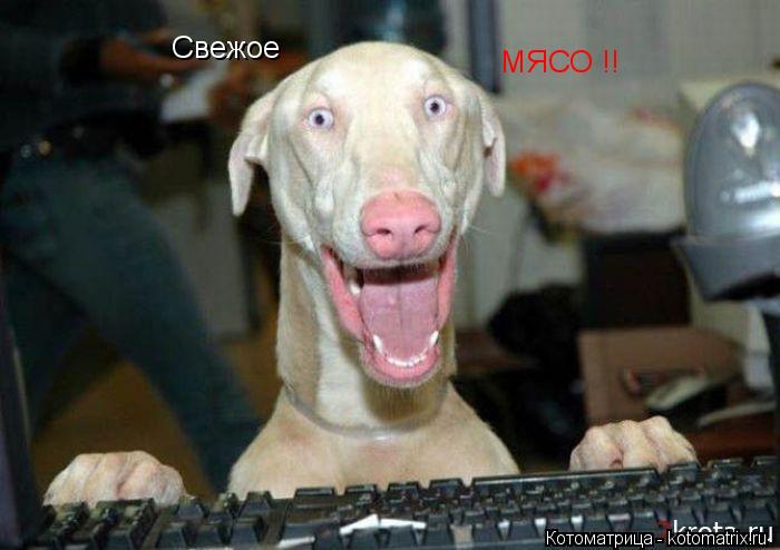 Свежое МЯСО !!... Котоматрица: Свежое МЯСО !!