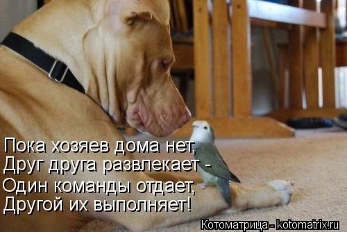 Пока хозяев дома нет, Друг друга развлекает - Один команды отдает, Другой их выполняет!... Котоматрица: Пока хозяев дома нет, Друг друга развлекает - Один команды отдает, Другой их выполняет!