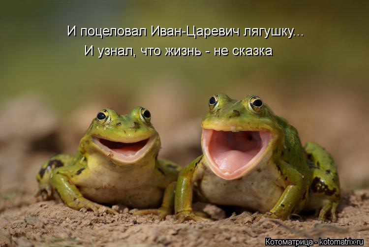 И поцеловал Иван-Царевич лягушку... И узнал, что жизнь - не сказка... Котоматрица: И поцеловал Иван-Царевич лягушку... И узнал, что жизнь - не сказка