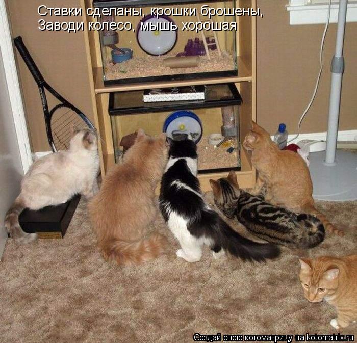 Ставки сделаны, крошки брошены, Заводи колесо, мышь хорошая... Котоматрица: Ставки сделаны, крошки брошены, Заводи колесо, мышь хорошая