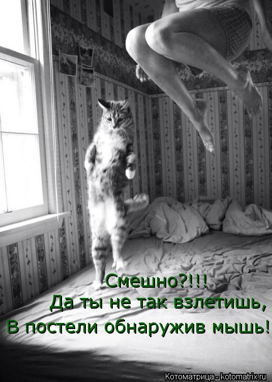Смешно?!!! Да ты не так взлетишь, В постели обнаружив мышь!... Котоматрица: Смешно?!!! Да ты не так взлетишь, В постели обнаружив мышь!