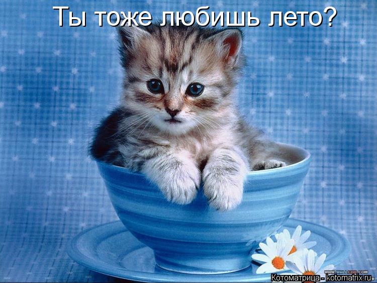 Ты тоже любишь лето?... Котоматрица: Ты тоже любишь лето?