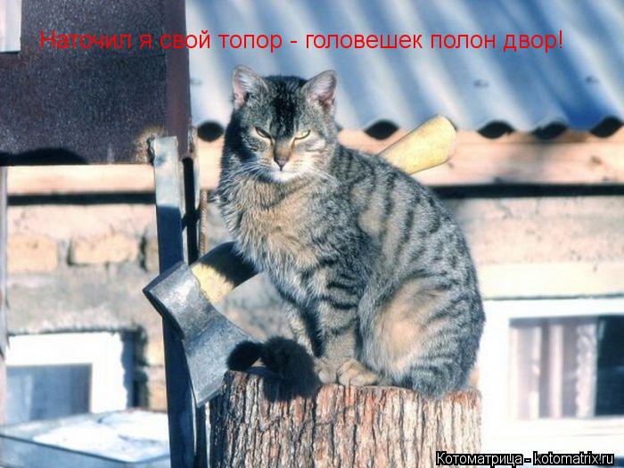 Наточил я свой топор - головешек полон двор!... Котоматрица: Наточил я свой топор - головешек полон двор!