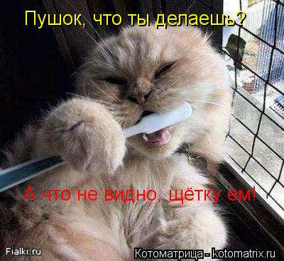 Пушок, что ты делаешь? А что не видно, щётку ем!... Котоматрица: Пушок, что ты делаешь? А что не видно, щётку ем!