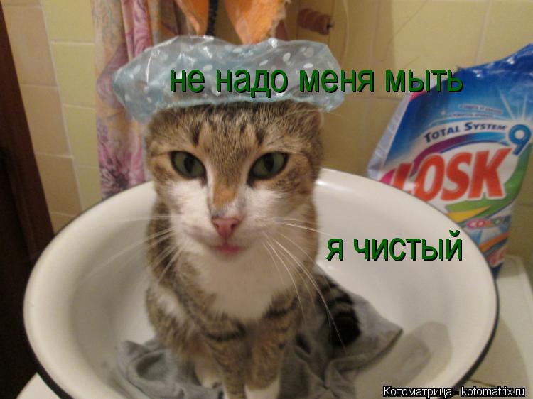 не надо меня мыть я чистый... Котоматрица: не надо меня мыть я чистый