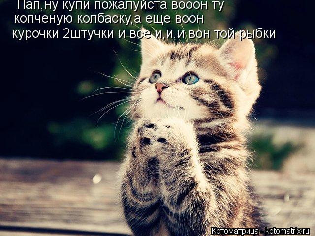 Пап,ну купи пожалуйста вооон ту копченую колбаску,а еще воон курочки 2штучки и все и,и,и вон той ры... Котоматрица: Пап,ну купи пожалуйста вооон ту копченую колбаску,а еще воон курочки 2штучки и все и,и,и вон той рыбки