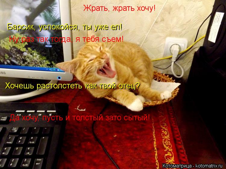 Жрать, жрать хочу! Барсик, успокойся, ты уже ел! Ну раз так тогда, я тебя съем! Хочешь растолстеть ка... Котоматрица: Жрать, жрать хочу! Барсик, успокойся, ты уже ел! Ну раз так тогда, я тебя съем! Хочешь растолстеть как твой отец? Да хочу, пусть и толстый зато с