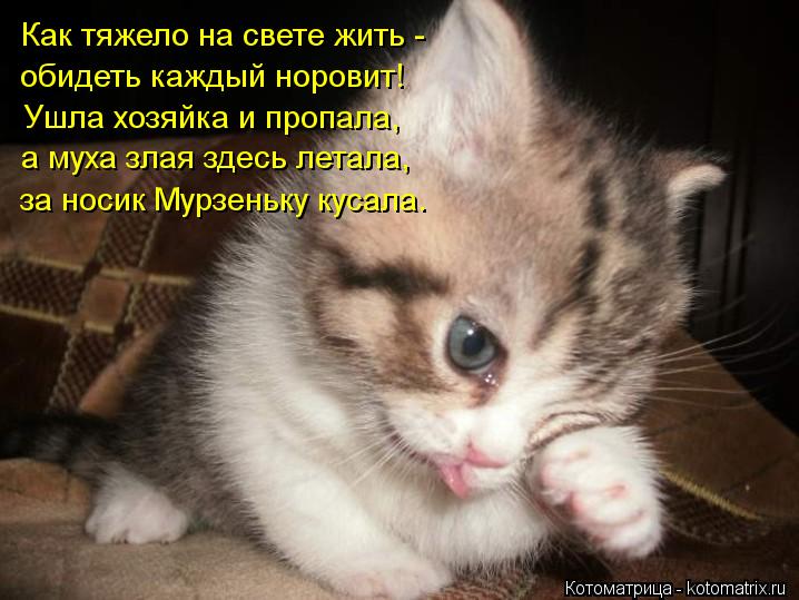 Как тяжело на свете жить - обидеть каждый норовит! Ушла хозяйка и пропала, а муха злая здесь летала, ... Котоматрица: Как тяжело на свете жить - обидеть каждый норовит! Ушла хозяйка и пропала, а муха злая здесь летала, за носик Мурзеньку кусала.