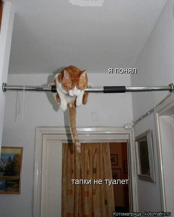 я понял тапки не туалет тапки не туалет... Котоматрица: я понял тапки не туалет тапки не туалет