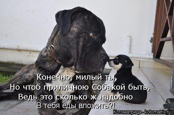 Конечно, милый ты, Ведь это сколько ж надобно В тебя еды вложить?! Но чтоб приличною Собакой быть,... Котоматрица: Конечно, милый ты, Ведь это сколько ж надобно В тебя еды вложить?! Но чтоб приличною Собакой быть,