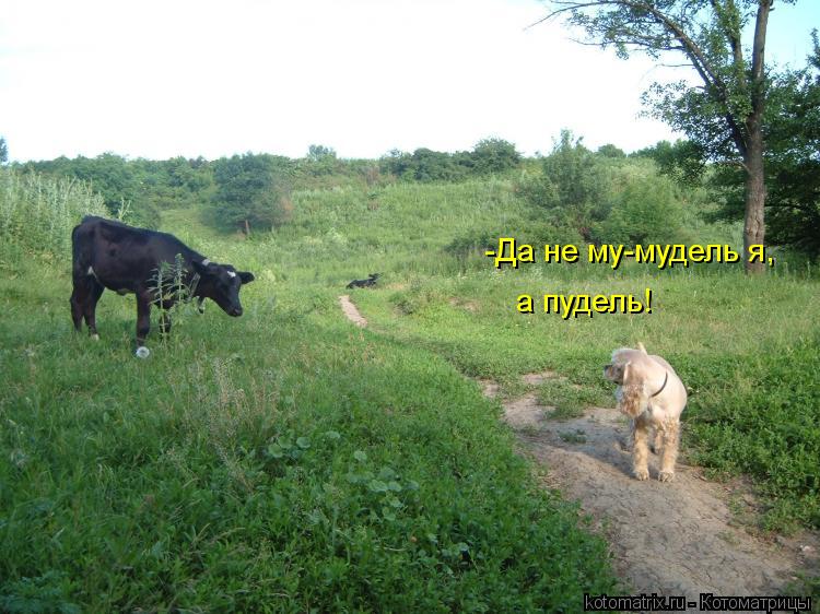 -Да не му-мудель я, а пудель!... Котоматрица: -Да не му-мудель я, а пудель!