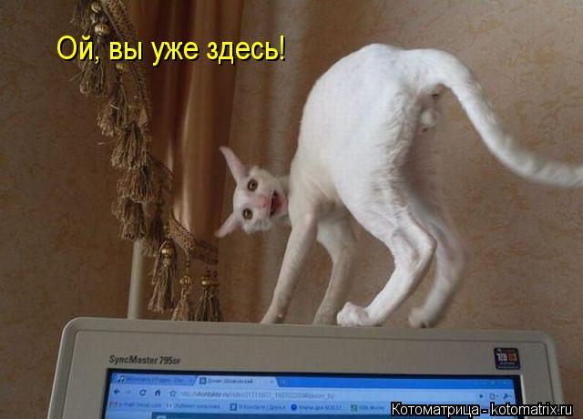 Ой, вы уже здесь!... Котоматрица: Ой, вы уже здесь!