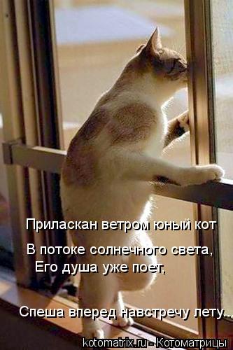 В потоке солнечного света, Его душа уже поет, Спеша вперед навстречу лету... Приласкан ветром юный... Котоматрица: В потоке солнечного света, Его душа уже поет, Спеша вперед навстречу лету... Приласкан ветром юный кот