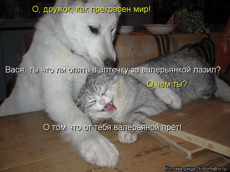 О, дружок, как прекрасен мир! Вася, ты что ли опять в аптечку за валерьянкой лазил? О чём ты? О том ч... Котоматрица: О, дружок, как прекрасен мир! Вася, ты что ли опять в аптечку за валерьянкой лазил? О чём ты? О том что от тебя валерьяной прёт!
