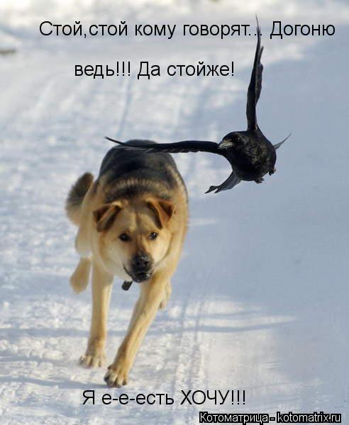 Стой,стой кому говорят... Догоню ведь!!! Да стой Стой,стой кому говорят... Догоню ведь!!! Да стойже! ... Котоматрица: Стой,стой кому говорят... Догоню ведь!!! Да стой Стой,стой кому говорят... Догоню ведь!!! Да стойже! Я е-е-есть ХОЧУ!!!
