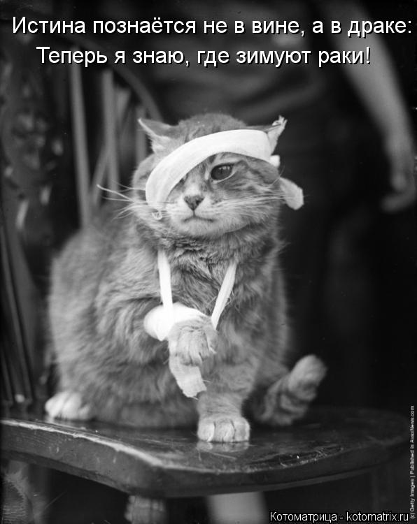 Истина познаётся не в вине, а в драке: Теперь я знаю, где зимуют раки!... Котоматрица: Истина познаётся не в вине, а в драке: Теперь я знаю, где зимуют раки!