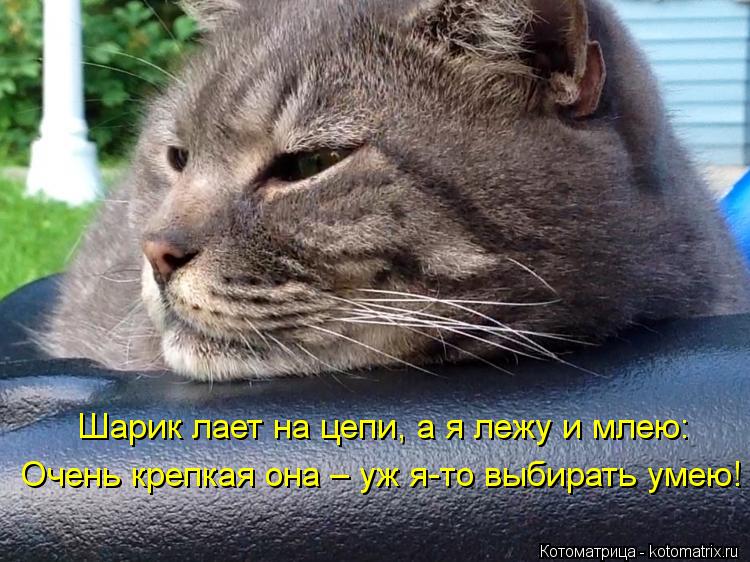 Шарик лает на цепи, а я лежу и млею: Очень крепкая она – уж я-то выбирать умею!... Котоматрица: Шарик лает на цепи, а я лежу и млею: Очень крепкая она – уж я-то выбирать умею!