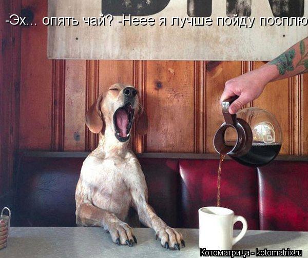 -Эх... опять чай? -Неее я лучше пойду посплю... Котоматрица: -Эх... опять чай? -Неее я лучше пойду посплю
