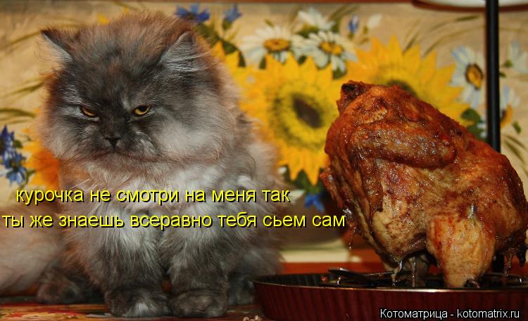 курочка не смотри на меня так ты же знаешь всеравно тебя сьем сам... Котоматрица: курочка не смотри на меня так ты же знаешь всеравно тебя сьем сам