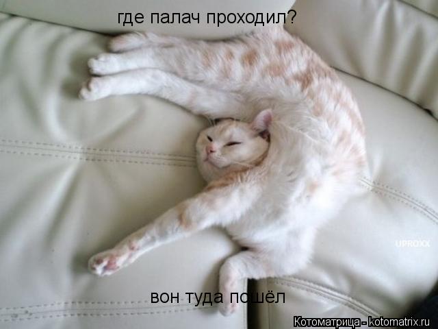 где палач проходил? вон туда пошёл... Котоматрица: где палач проходил? вон туда пошёл