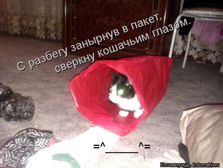 С разбегу занырнув в пакет, сверкну кошачьим глазом. С разбегу занырнув в пакет, сверкну кошачьим гл... Котоматрица: С разбегу занырнув в пакет, сверкну кошачьим глазом. С разбегу занырнув в пакет, сверкну кошачьим глазом. =^_____^=