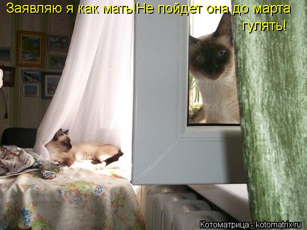 Заявляю я как мать!Не пойдет она до марта гулять!... Котоматрица: Заявляю я как мать!Не пойдет она до марта гулять!