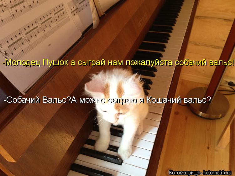 -Молодец Пушок а сыграй нам пожалуйста собачий вальс! -Собачий Вальс?А можно сыграю я Кошачий вальс?... Котоматрица: -Молодец Пушок а сыграй нам пожалуйста собачий вальс! -Собачий Вальс?А можно сыграю я Кошачий вальс?