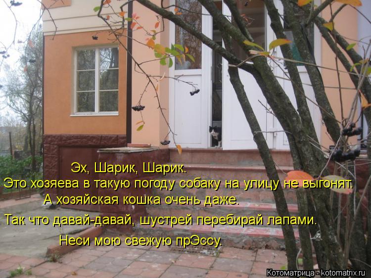 Эх, Шарик, Шарик. Это хозяева в такую погоду собаку на улицу не выгонят. А хозяйская кошка очень даже... Котоматрица: Эх, Шарик, Шарик. Это хозяева в такую погоду собаку на улицу не выгонят. А хозяйская кошка очень даже. Так что давай-давай, шустрей перебирай