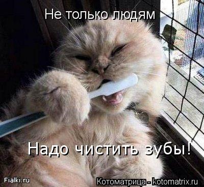 Не только людям Надо чистить зубы!... Котоматрица: Не только людям Надо чистить зубы!
