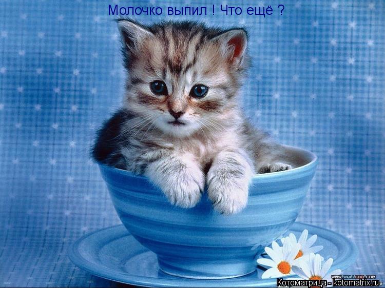 Молочко выпил ! Что ещё ?... Котоматрица: Молочко выпил ! Что ещё ?