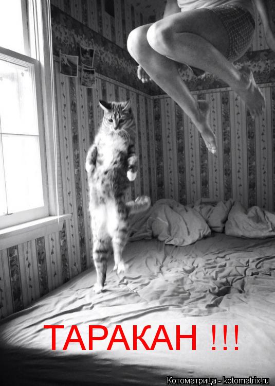 ТАРАКАН !!!... Котоматрица: ТАРАКАН !!!