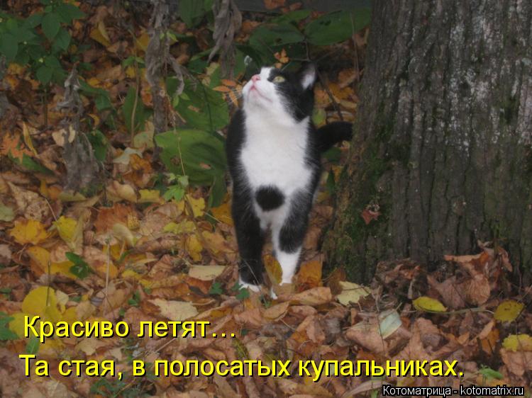 Та стая, в полосатых купальниках. Красиво летят…... Котоматрица: Та стая, в полосатых купальниках. Красиво летят…