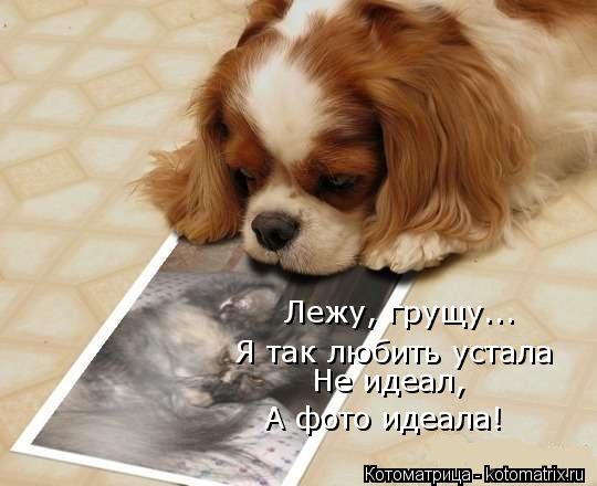 Я так любить устала Не идеал, А фото идеала! Лежу, грущу...... Котоматрица: Я так любить устала Не идеал, А фото идеала! Лежу, грущу...