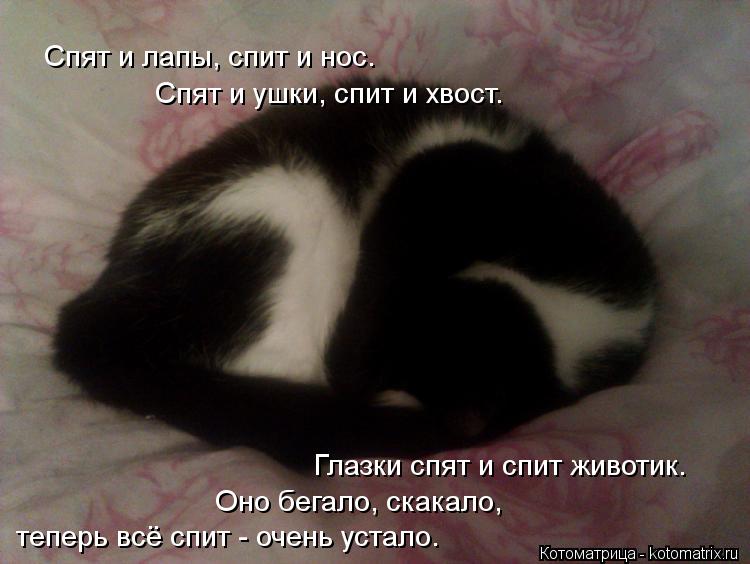 Спят и лапы, спит и нос. Глазки спят и спит животик. Спят и ушки, спит и хвост. Оно бегало, скакало, ... Котоматрица: Спят и лапы, спит и нос. Глазки спят и спит животик. Спят и ушки, спит и хвост. Оно бегало, скакало, теперь всё спит - очень устало.